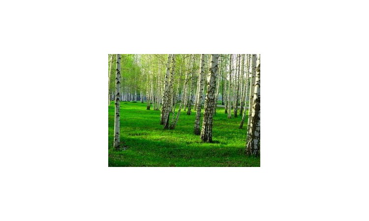 Антоновка 2
