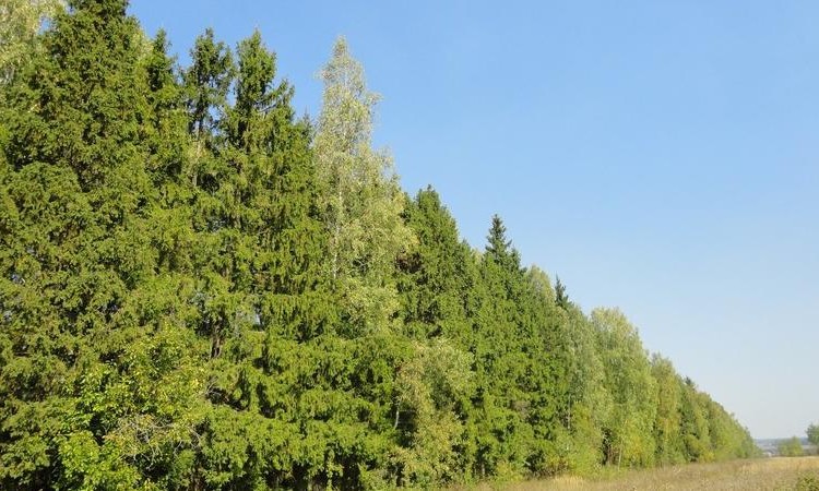 Венский лес