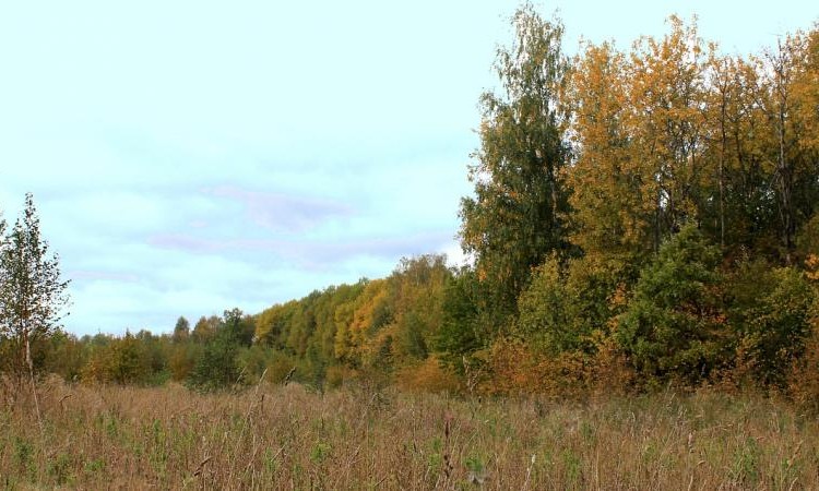 Есипово Форест