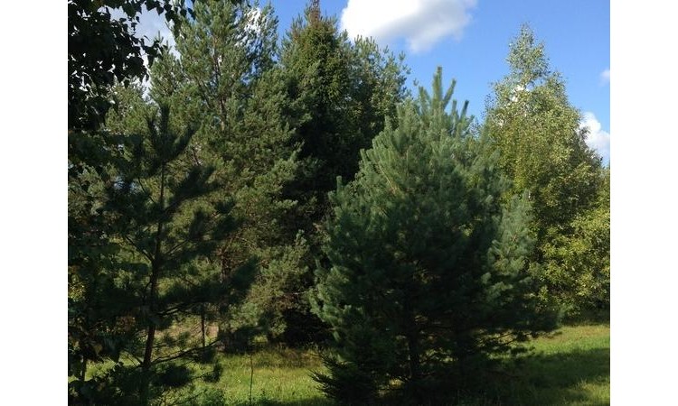 Заречье