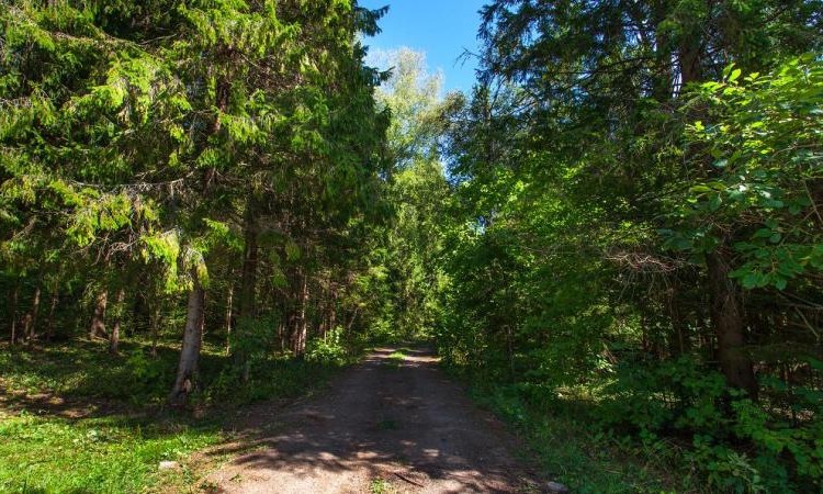 Звенигородский лес