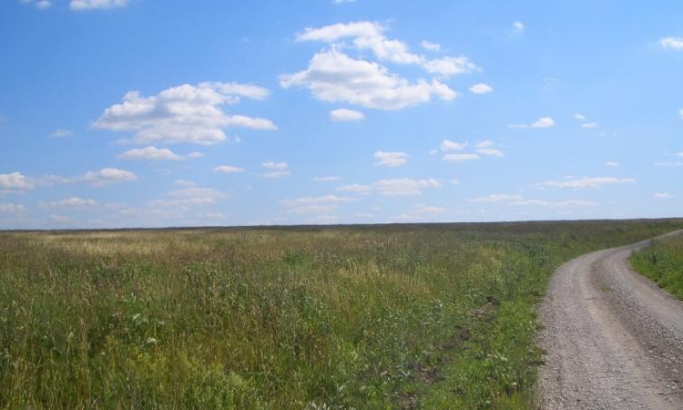 Земляничные луга