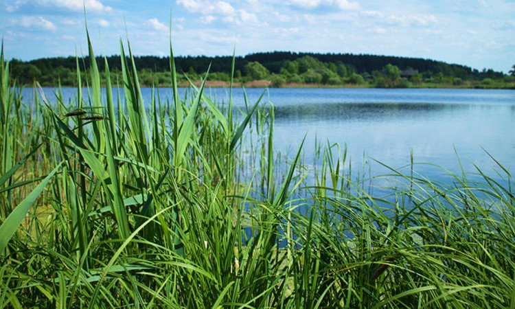 Лебединое