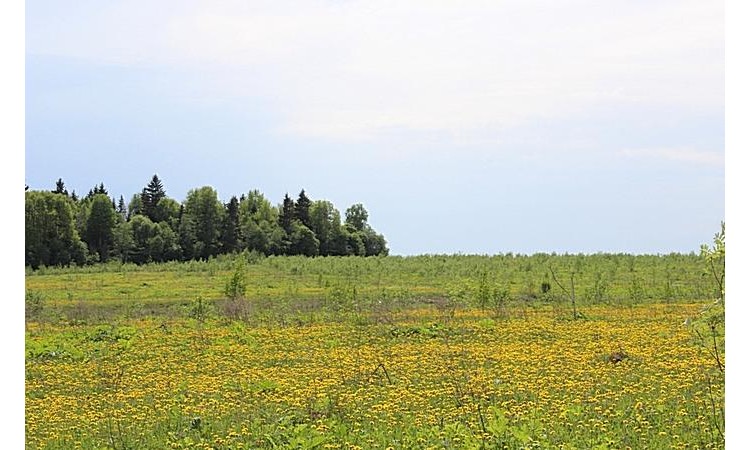 Лесная Губерния