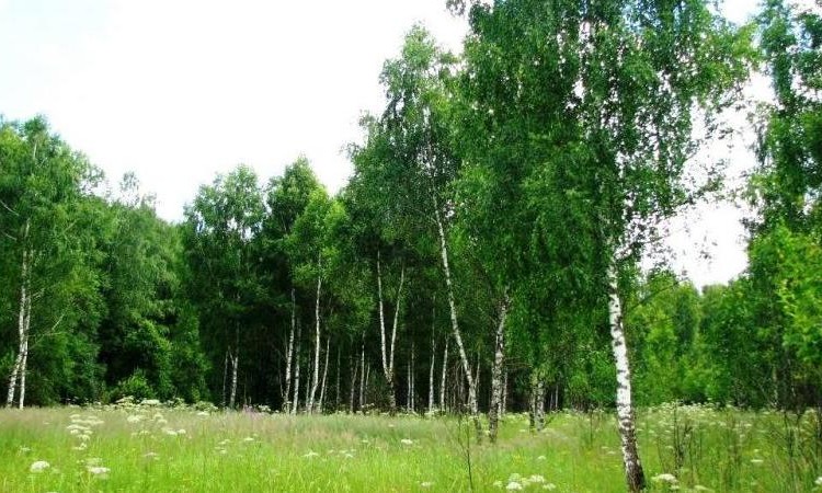 Лесное