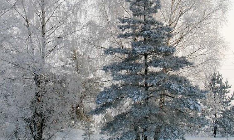 Лесной пейзаж 2