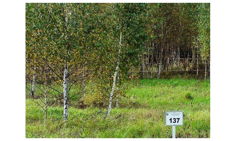 Лесной пейзаж 2