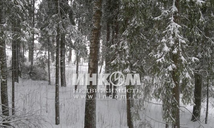Лесной родник 2