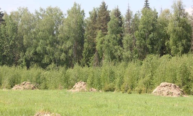 Лисавино