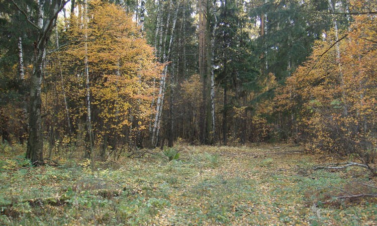 Лосиный парк 1, 2