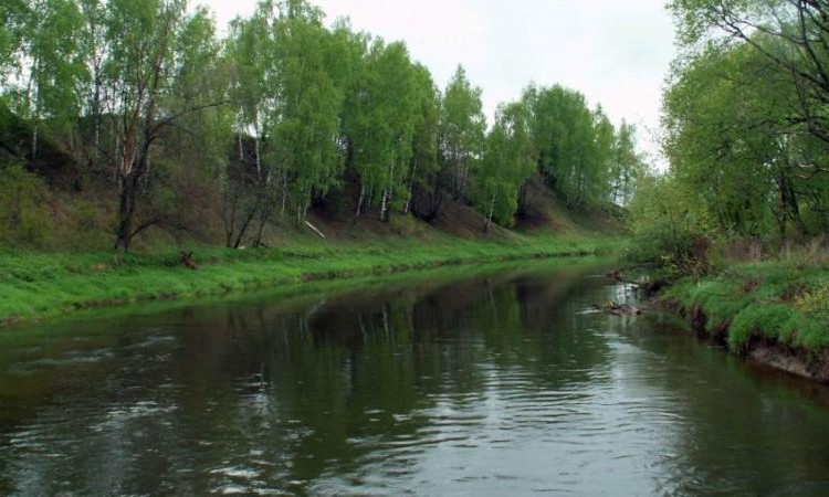 Лужки
