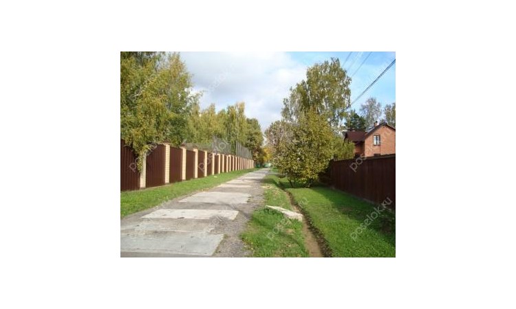 Новогорские березки