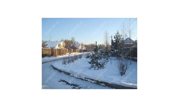 Новогорские березки