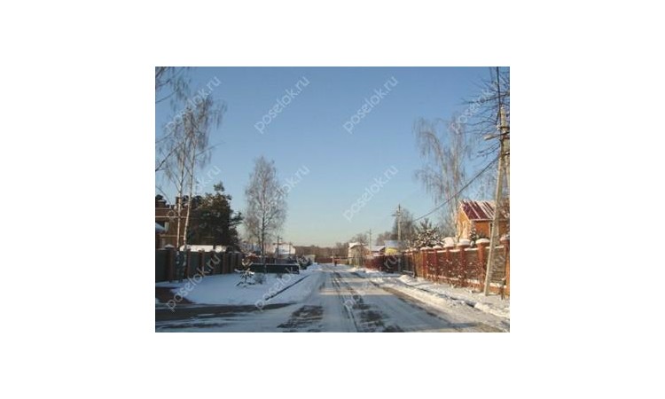 Новогорские березки