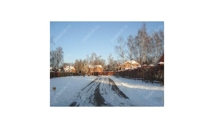 Новогорские березки