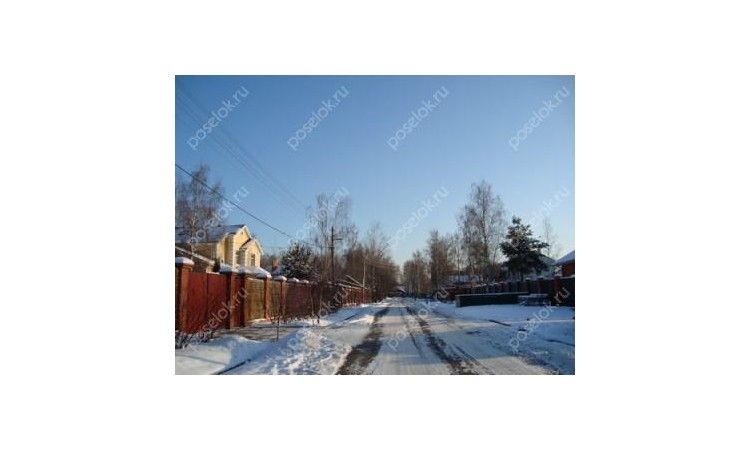 Новогорские березки