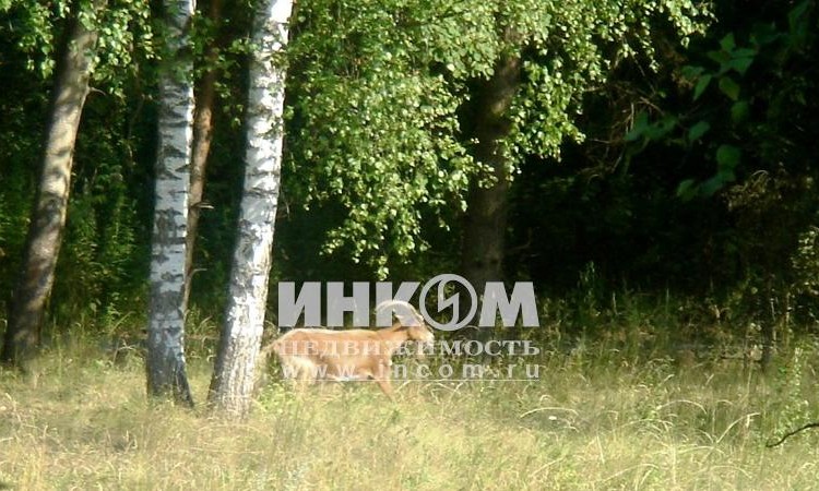 Петровский лес 1, 2
