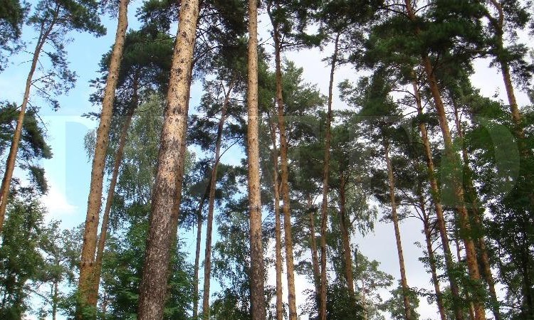 Ранис