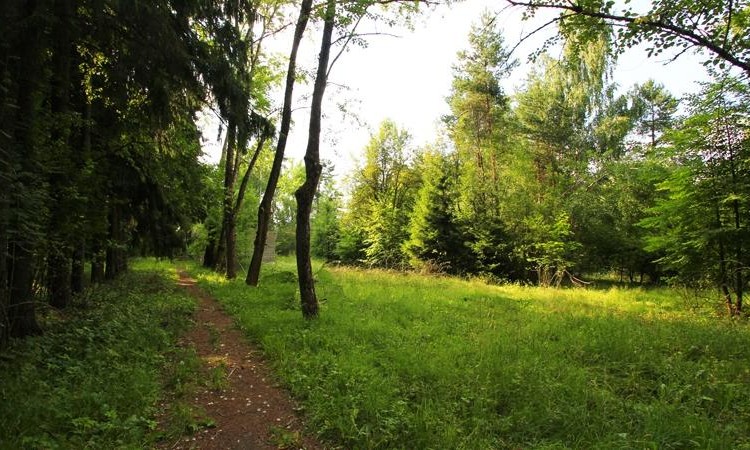 Серебряная роща