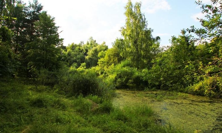 Серебряная роща