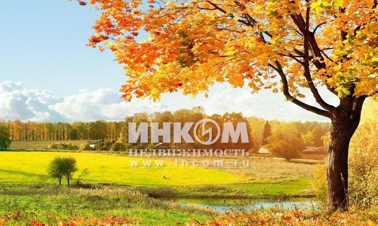 Солнечная опушка