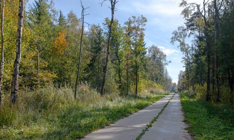 Соловьи