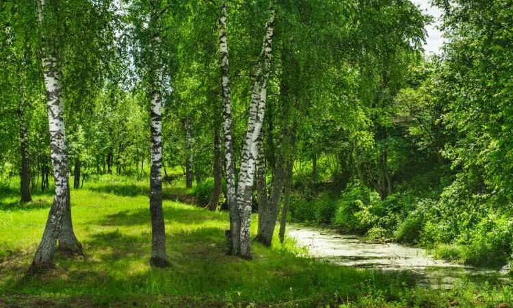 Талицкие берега