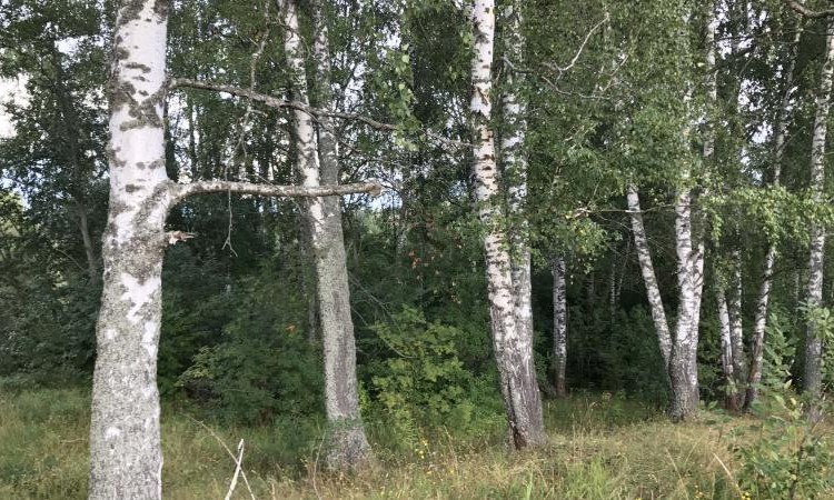 Тиерра-Хиллс