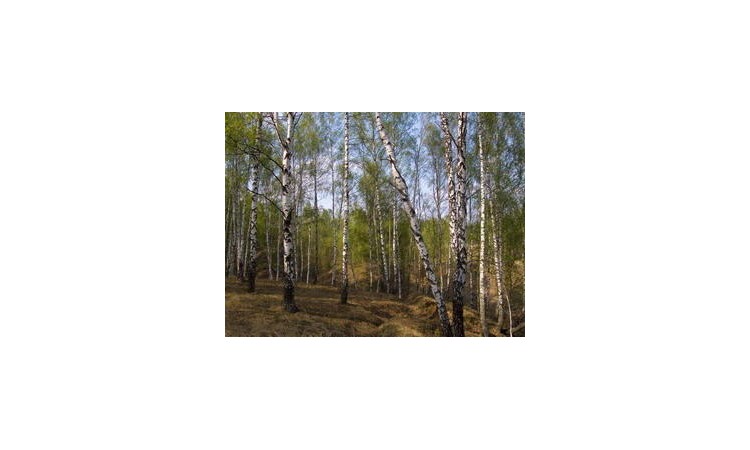 Финская деревня