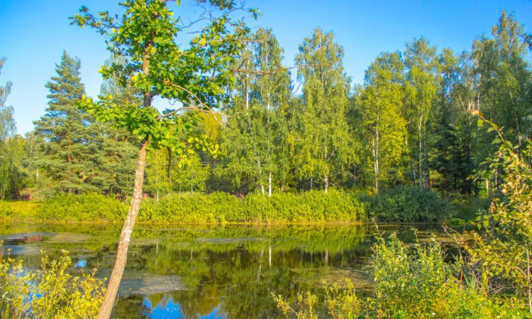 Фонтенбло