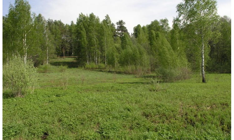 Раздолье (Пушкинский район)