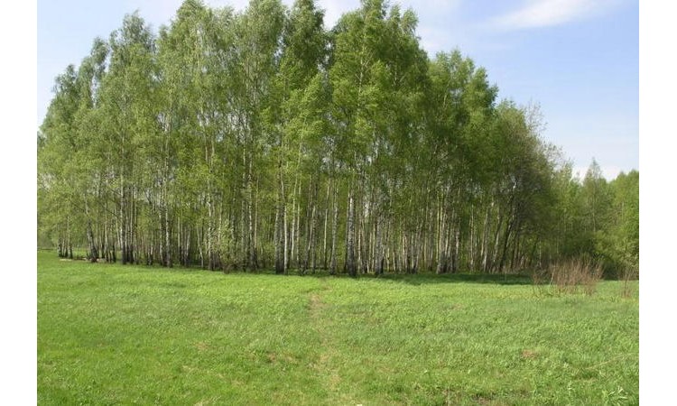 Раздолье (Пушкинский район)